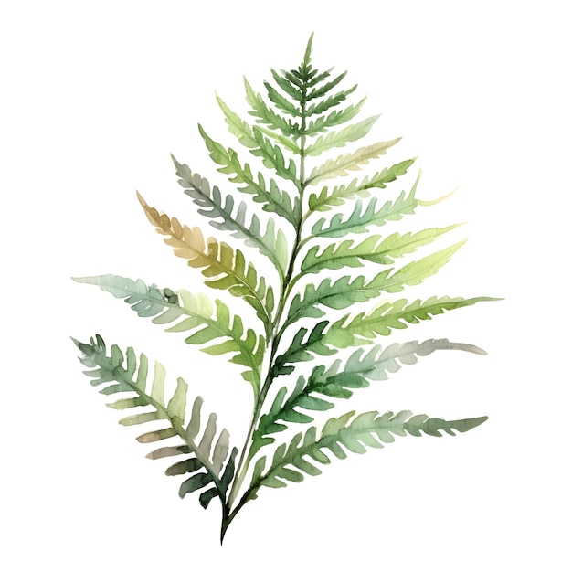 Vibrant Watercolor of Unfolding Fern Plant Fronds on White Background