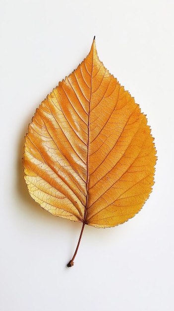 A vibrant yellow autumn leaf resting against a plain background showcasing its intricate veins and texture in detail