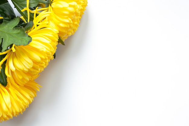 Vibrant yellow chrysanthemums on white background.