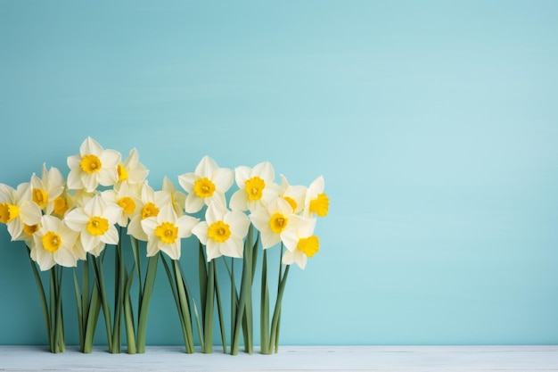 Vibrant yellow daffodils on serene blue background springtime bloom and floral beauty concept