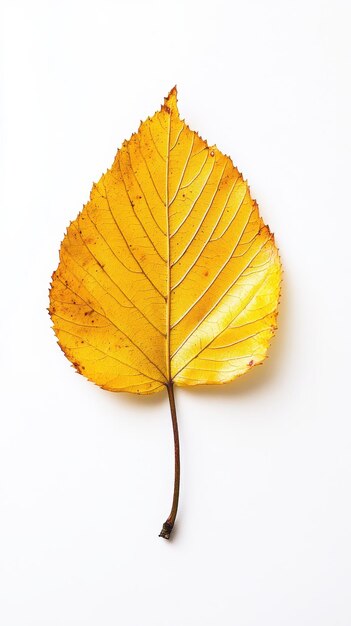 A vibrant yellow leaf resting on a clean white background showcasing autumns beauty and natures transition from summer