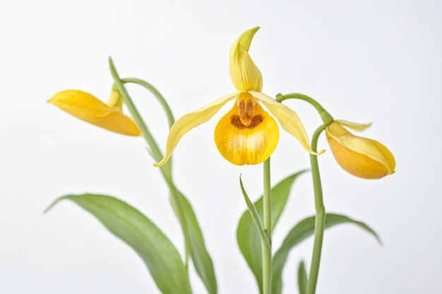 Vibrant Yellow Orchid in Bloom