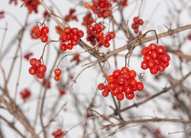 Viburnum berries in winterwinter harvest on a tree