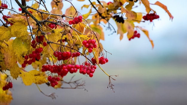 Viburnum branches with red berries and yellow leaves in autum.