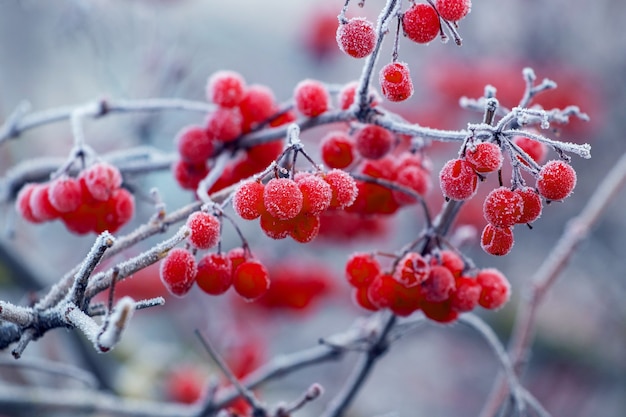 Viburnum bush with frost-covered red berries and branches