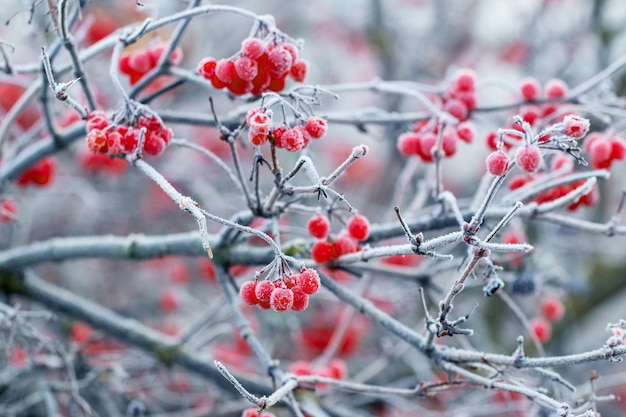 Viburnum bush with frost-covered red berries and branches