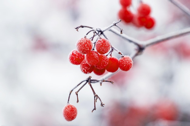 Viburnum bush with frost-covered red berries and branches