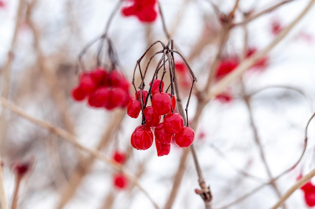 Viburnum bush with red berries in winter