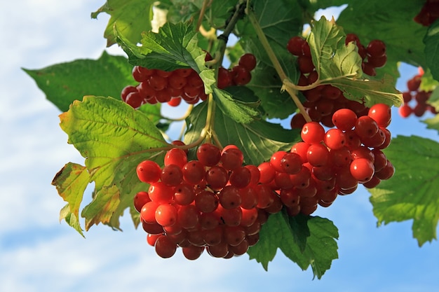 Viburnum bush with red berryes bunchs on sky