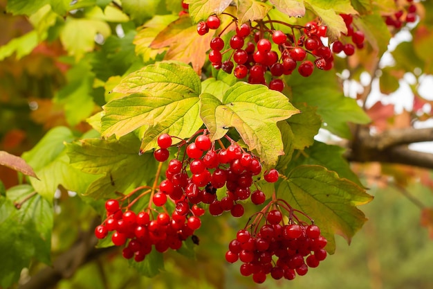 Viburnum bush with ripe red berries in autumn