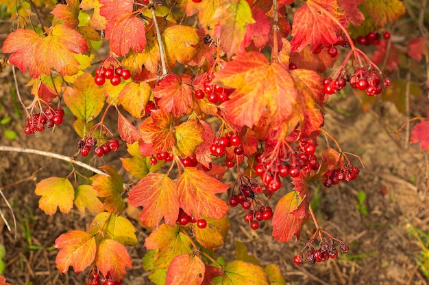 Viburnum bush with ripe red berries in autumn