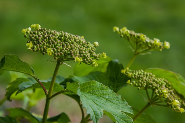 Viburnum flower with green leaves on sky background in sunny weather