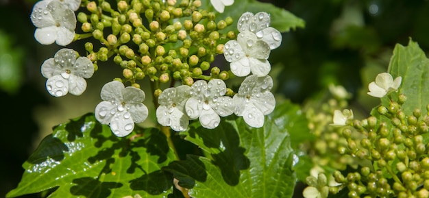 Viburnum flower with green leaves on sky background in sunny weather