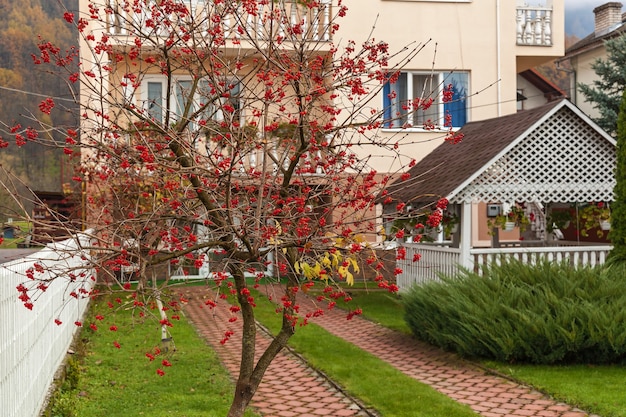 Viburnum the house red berries of Viburnum on a background of the white house red berries o