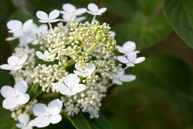 Viburnum opulus Guelder rose Beautiful white flowers of blooming Viburnum shrub on dark green background Selective focus