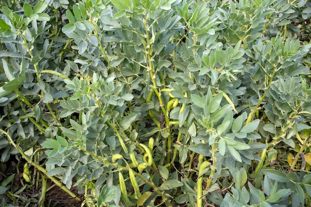 Vicia faba, also known as the broad bean, fava bean or tic bean.