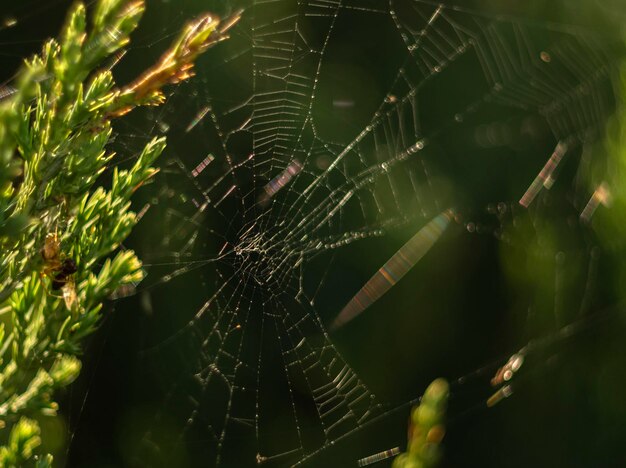 Victims of a spider in a web on a Bush