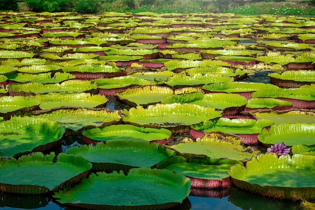 Victoria Amazonica Giant Water Lilies in lake at daytime