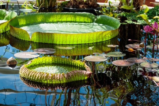 Victoria Regia plants in laguna