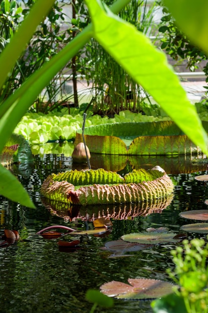 Victoria Regia plants in laguna