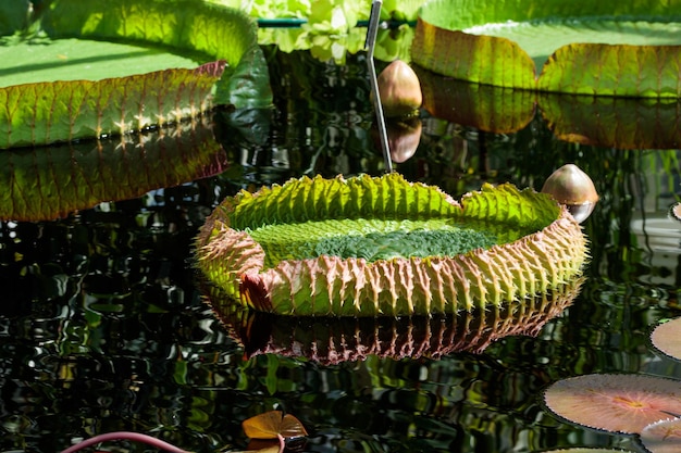 Victoria Regia plants in laguna