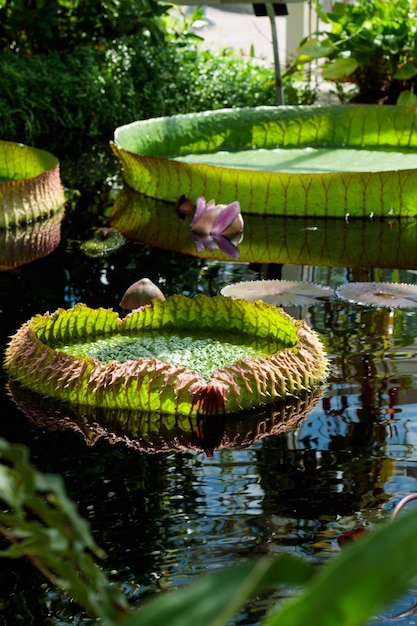 Victoria Regia plants in laguna