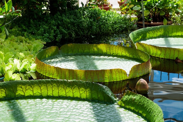 Victoria Regia plants in laguna