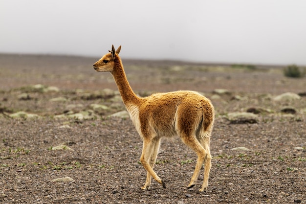 vicua eating bushes in the paramos of the chimborazo volcano