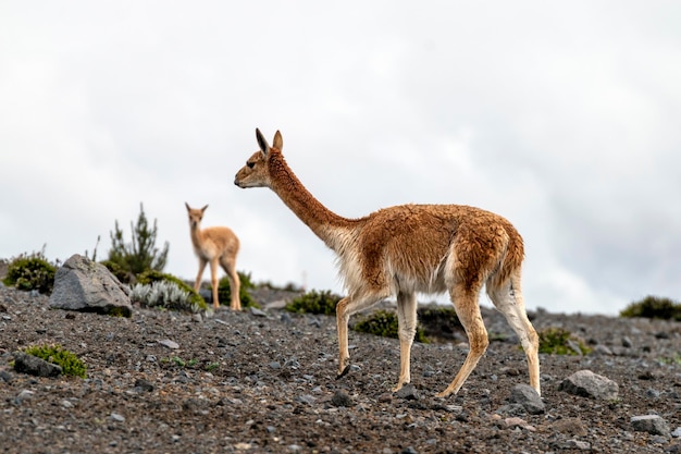 vicuas in the paramo of the chimborazo volcano