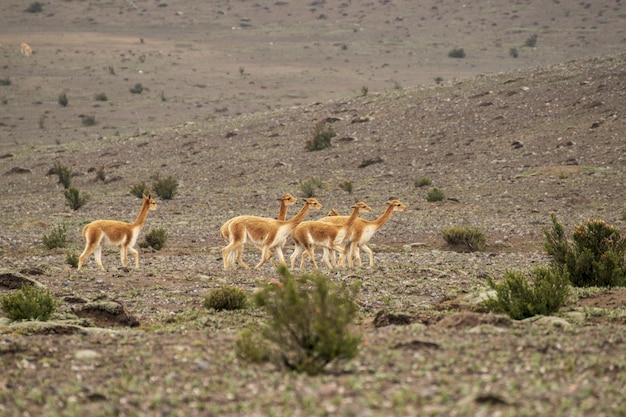 vicunas caminando en el paramo del volcan chimborazo