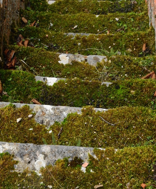 Viejas escaleras con musgo