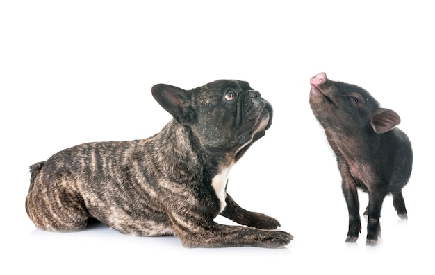 vietnamese pig and french bulldog