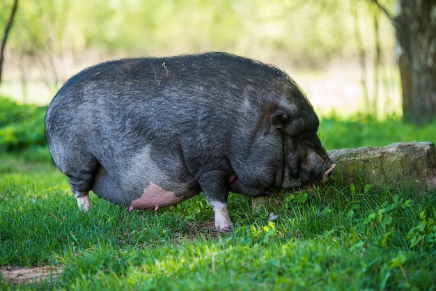 Vietnamese potbellied pig graze on a lawn grass