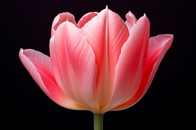 View of 3d tulip flower