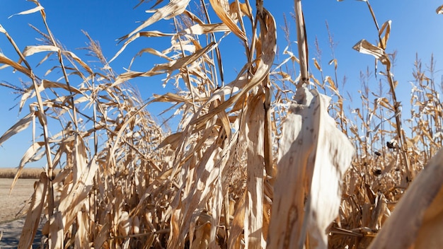 View of agricultural wheat corn field during harvest autumn time Nature of Ukraine