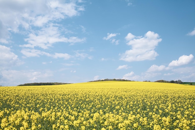 View on agriculture field with canola blossoming field at sunny day.