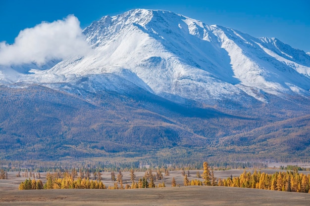 View of the Altai landscape with rare larches and the Altai mountains in the background Russia