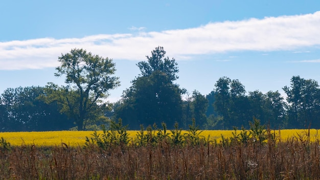 View of amazing field and blue sky from afar