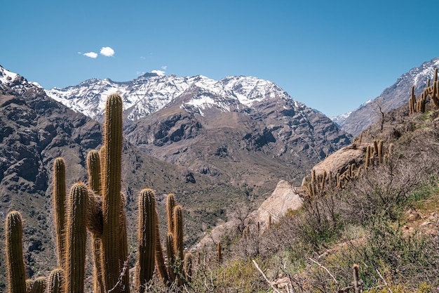 View of Andes Mountains with a cactus in front in Rio Blanco Los Andes Chile