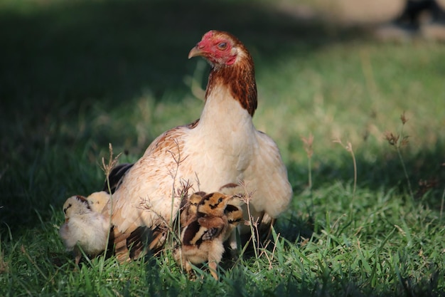 View of an animal on field