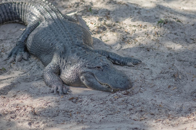 View of animal lying on sand