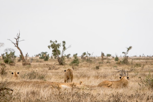 Photo view of animals on field against sky