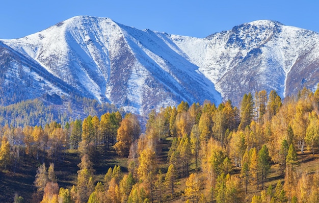 View of autumn nature Snowcapped peaks and forest