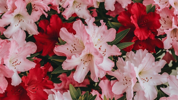 view of beautiful azalea flowers