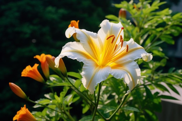 View of beautiful blooming lily flower