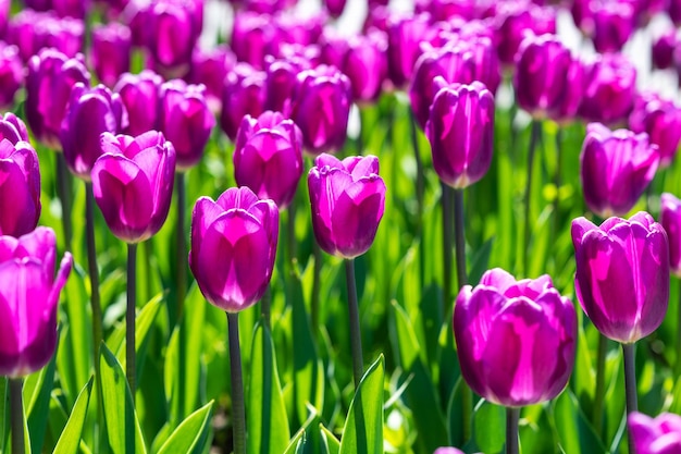 View of beautiful field with blooming pink tulips