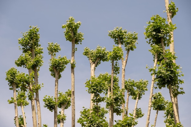 View to beautiful flourishing tree with clear blue sky in background