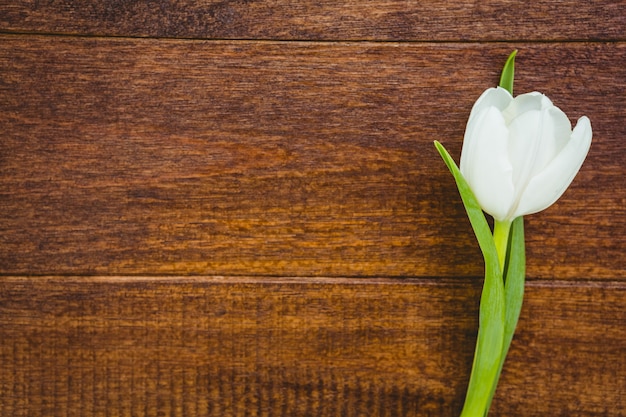 View of a beautiful white flower