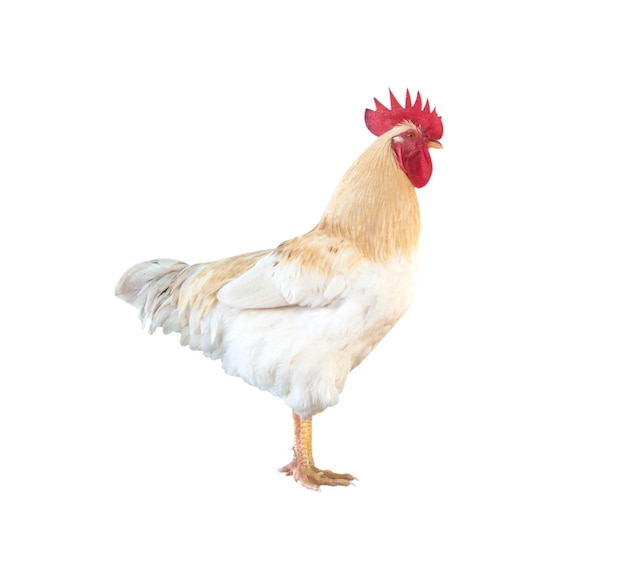 View of a bird against white background