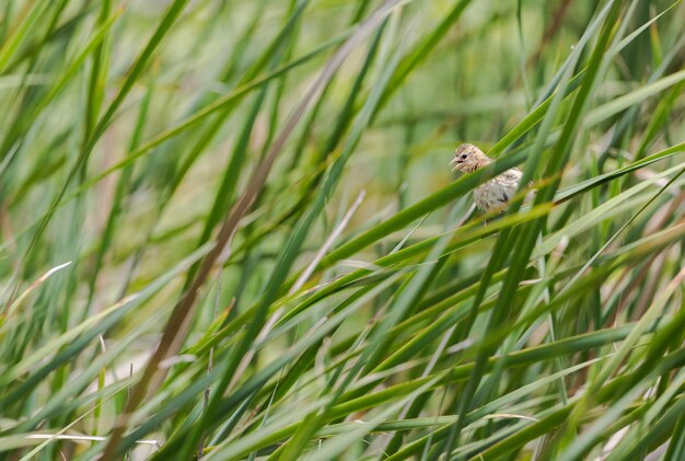 Photo view of a bird on grass